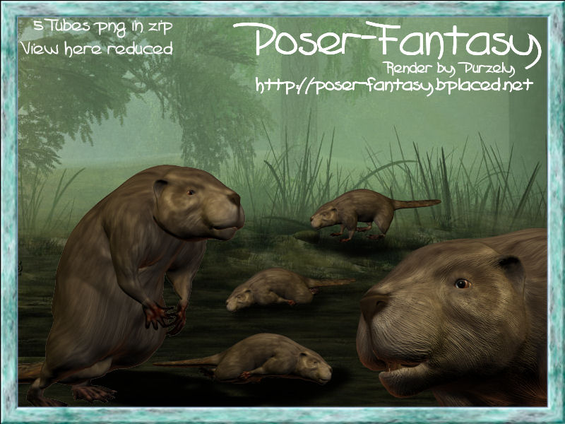 Beaver Set 02